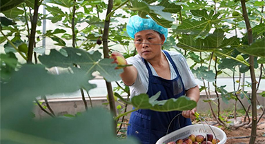 山東新泰：無花果進入收獲期