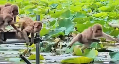 云南普者黑景區(qū)獼猴列隊跳水